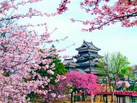 Sakura, dotyk Japonska