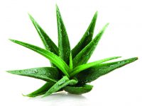 Aloe pravá