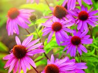 Echinacea  – Krásná i léčivá třapatka