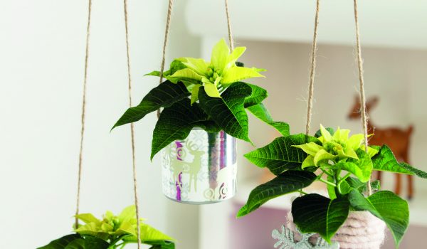 Zavěšené poinsettie