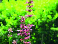 Kouzelná agastache