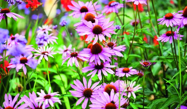 Echinacea nepatří jen do lékárničky