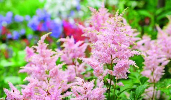 Čechravy, nadýchané milovnice stínu