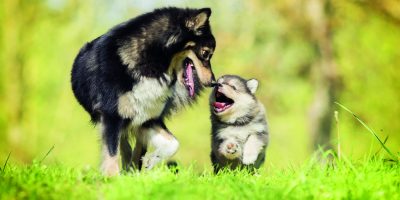 Odčervování mazlíčků – jak, kdy a proč?