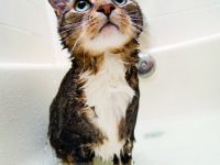 Koupat, či nekoupat kočku?