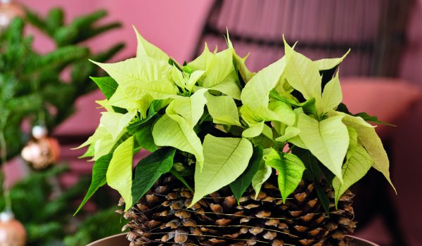 Hvězda v šiškovém květináči