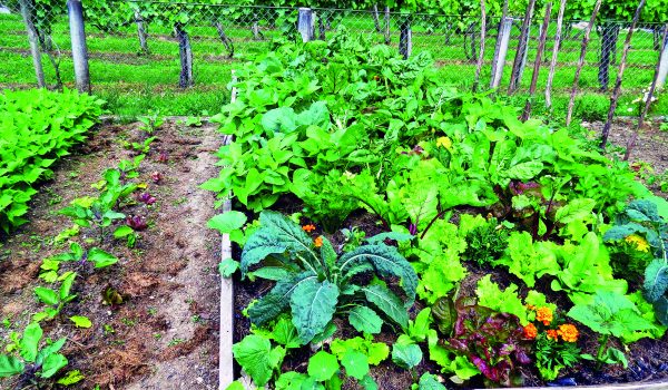 Jak na účinnou ochranu rostlin