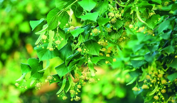 Která lípa léčí?