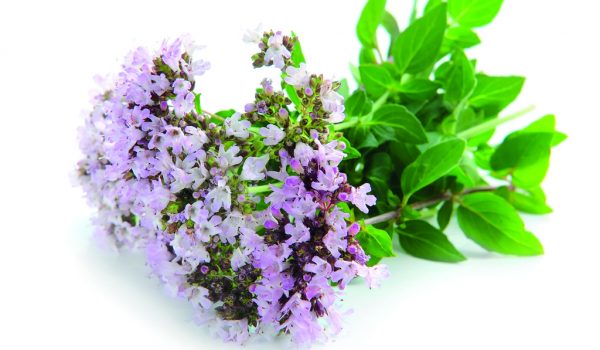 Vypěstujte si provensálské koření