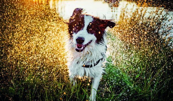 Pozor na letní otravy psů, nebezpečné je i koupání