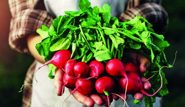 Sejte ředkvičky a špenát