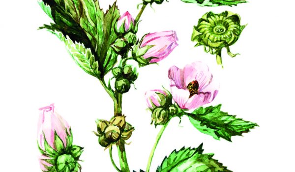 Proskurník lékařský