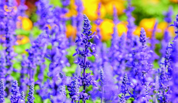 Květiny pro slunné záhony