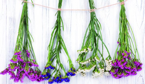 Květy, které nikdy nezvadnou