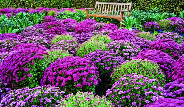 Pozdně kvetoucí trvalky