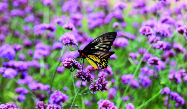 Sporýš neboli verbena