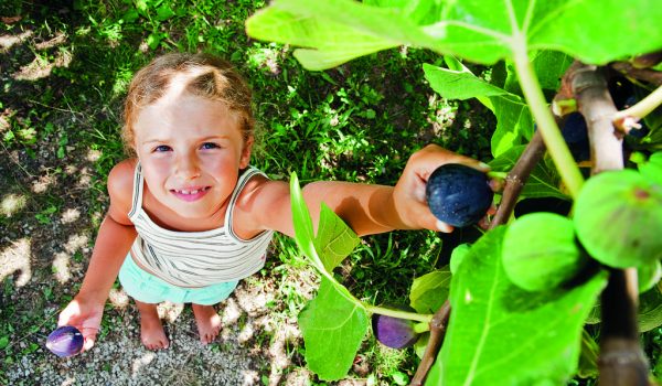 Ovoce, kterému nevadí sucho