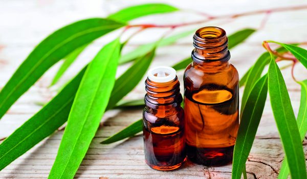 Eukalyptus není jen pro koaly