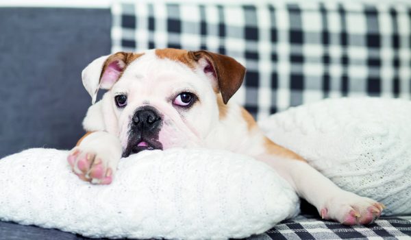 Trpí váš pes nadýmáním?