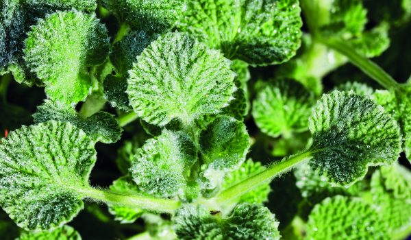 Jablečník na lepší trávení