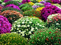 Zářivé chryzantémy