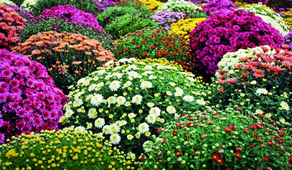 Zářivé chryzantémy