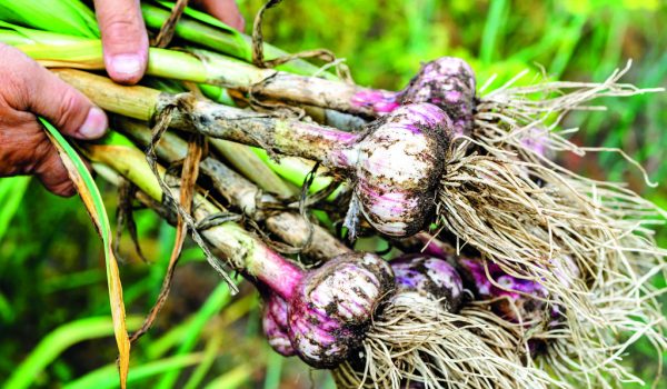 Kdy je čas vysadit česnek