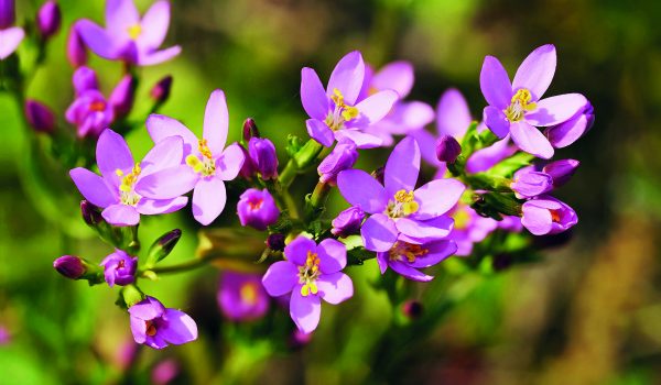 Hořká, ale léčivá zeměžluč