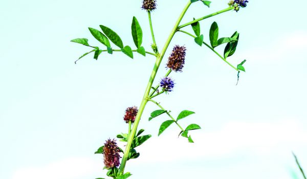 Lékořice není jen do bonbonů