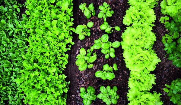 Pěstujeme zeleninu – vyséváme