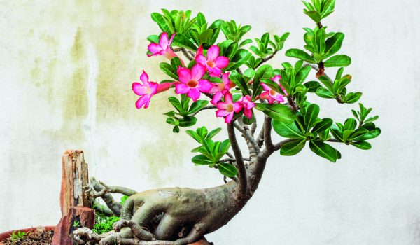 Exotické rostliny (nejen) na sváteční stůl