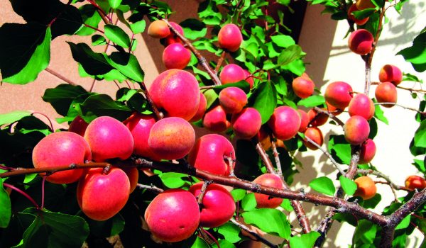 Ovoce v květináči?