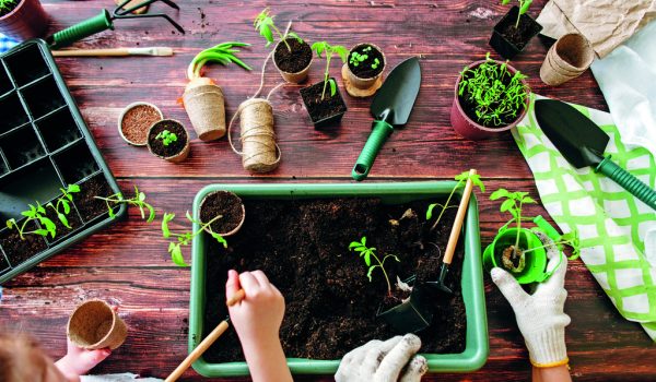 Jak na domácí sadbu