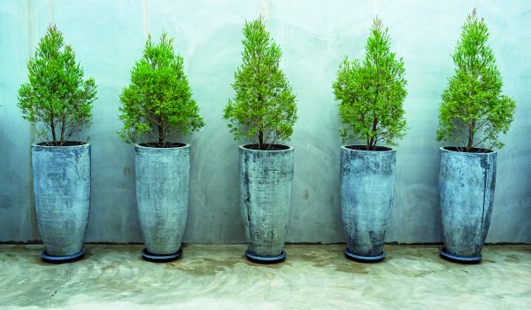 Jehličnany v nádobách