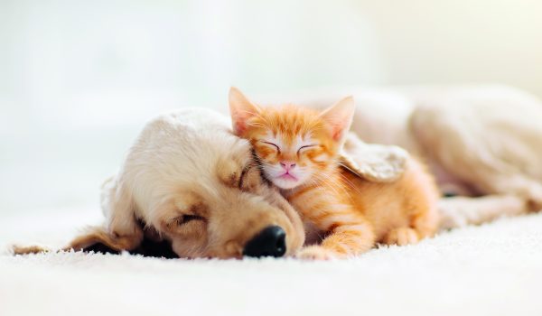 Pes a kočka v jedné domácnosti?