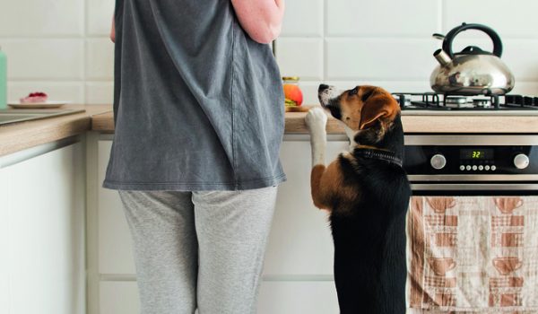 Pozor na psí mlsání