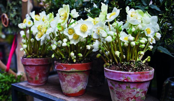 Čemeřice kvetou i v zimě