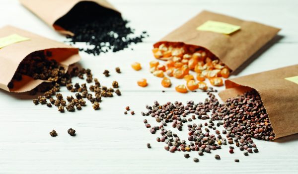 Starší semínka nevyhazujte