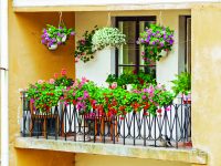 Květiny pro každý balkon