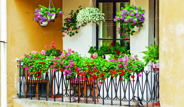 Květiny pro každý balkon