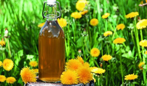 Žluťoučké léčivé pampelišky