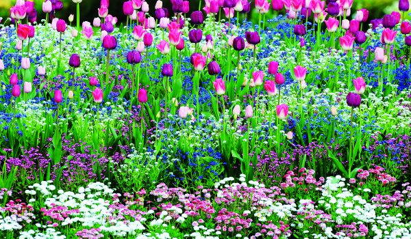 Co vysadit k tulipánům?