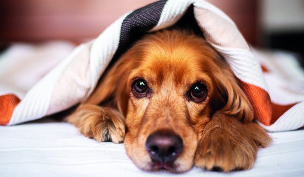 Chraňte psa i svůj domov proti blechám