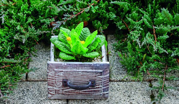 Květina v šuplíku