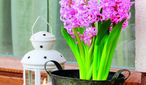 Rozkvetlý plecháč