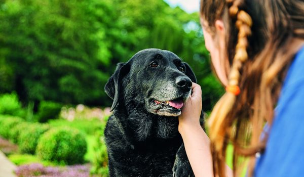 Jak pečovat o stárnoucího psa?