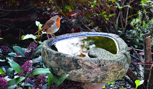 Užitečná a krásná pítka