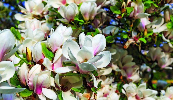 Nejkrásnější stromy v zahradě