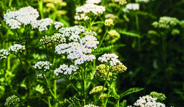 Přírodní pomocníci na odřeniny a pohmožděniny