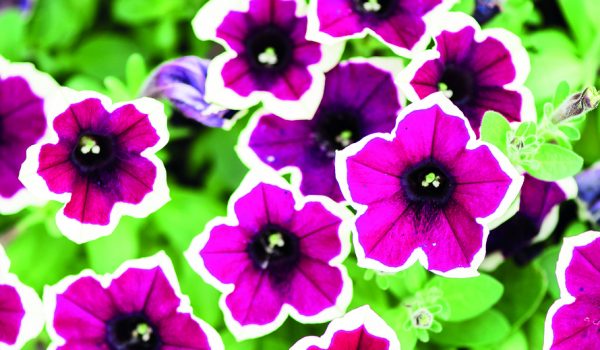 Letničky na kamennou zídku